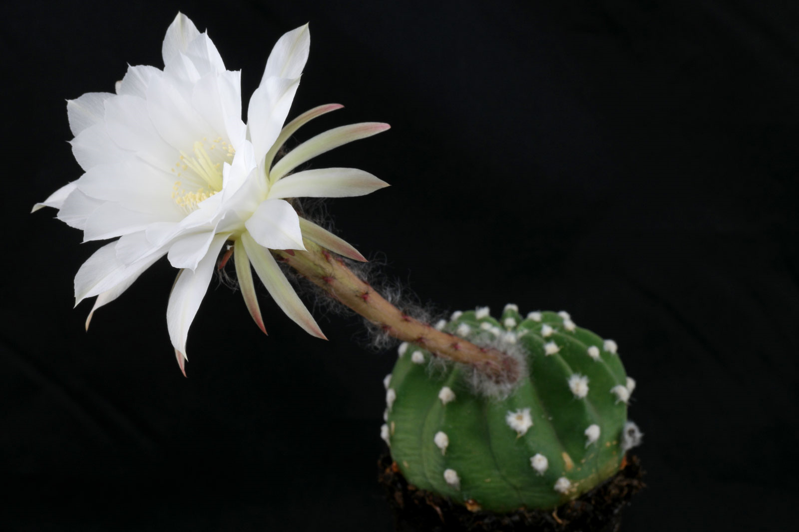 Echinopsis Subdenudata