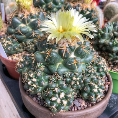 coryphantha-elephantidens
