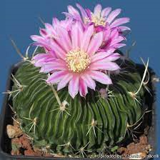 Echinofossulocactus