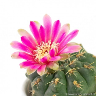 gymnocalycium-baldianum