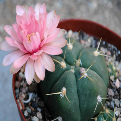 gymnocalycium-horstii