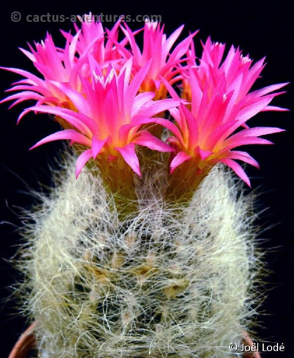 Neoporteria Villosa/Senilis