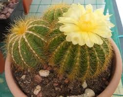 Notocactus