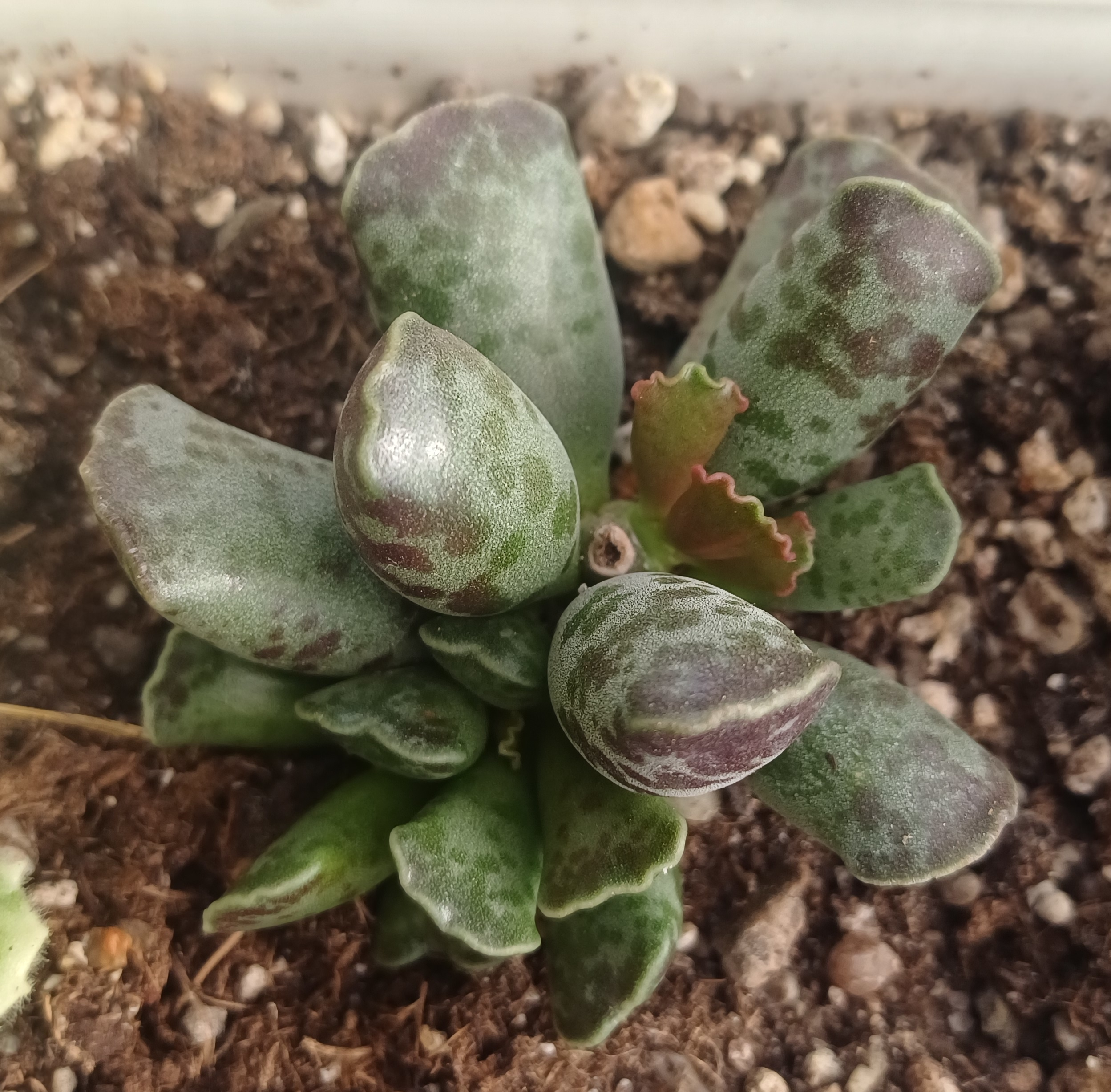Adromischus