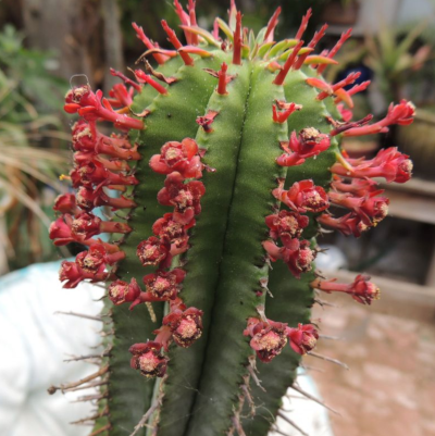 Euphorbia polygona